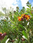 Blumen und Himmel
